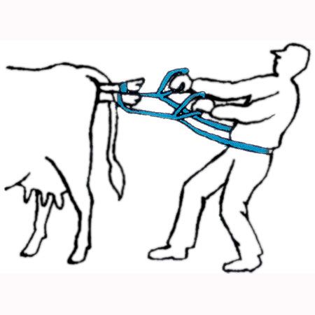 calf pull rope WHITE