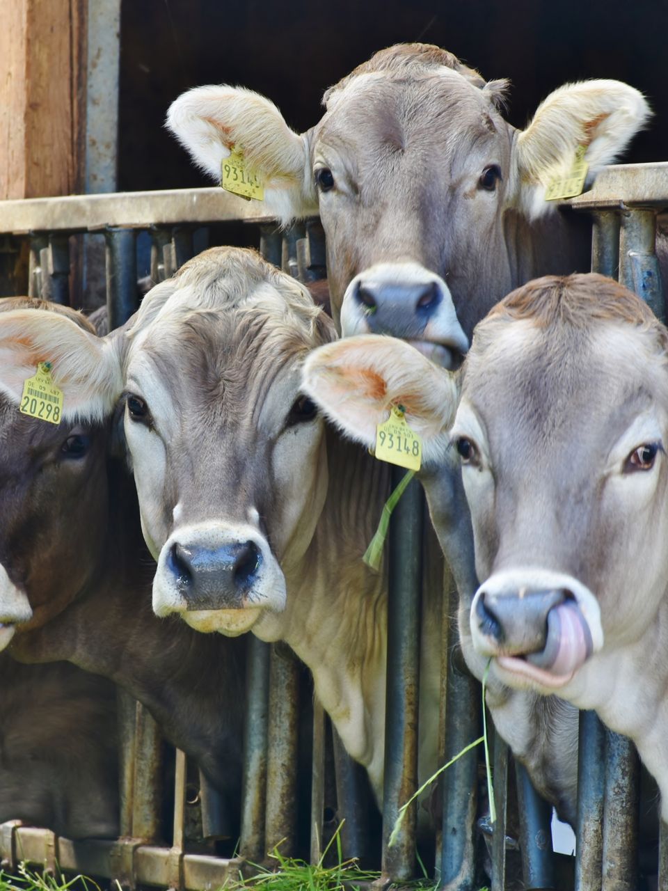 ارقام بطاقات الاذن للابقار حجم كبير (100mm x 67mm (