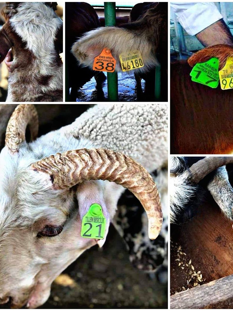 ارقام بطاقات الاذن مربع للاغنام   45mm x 35mm 