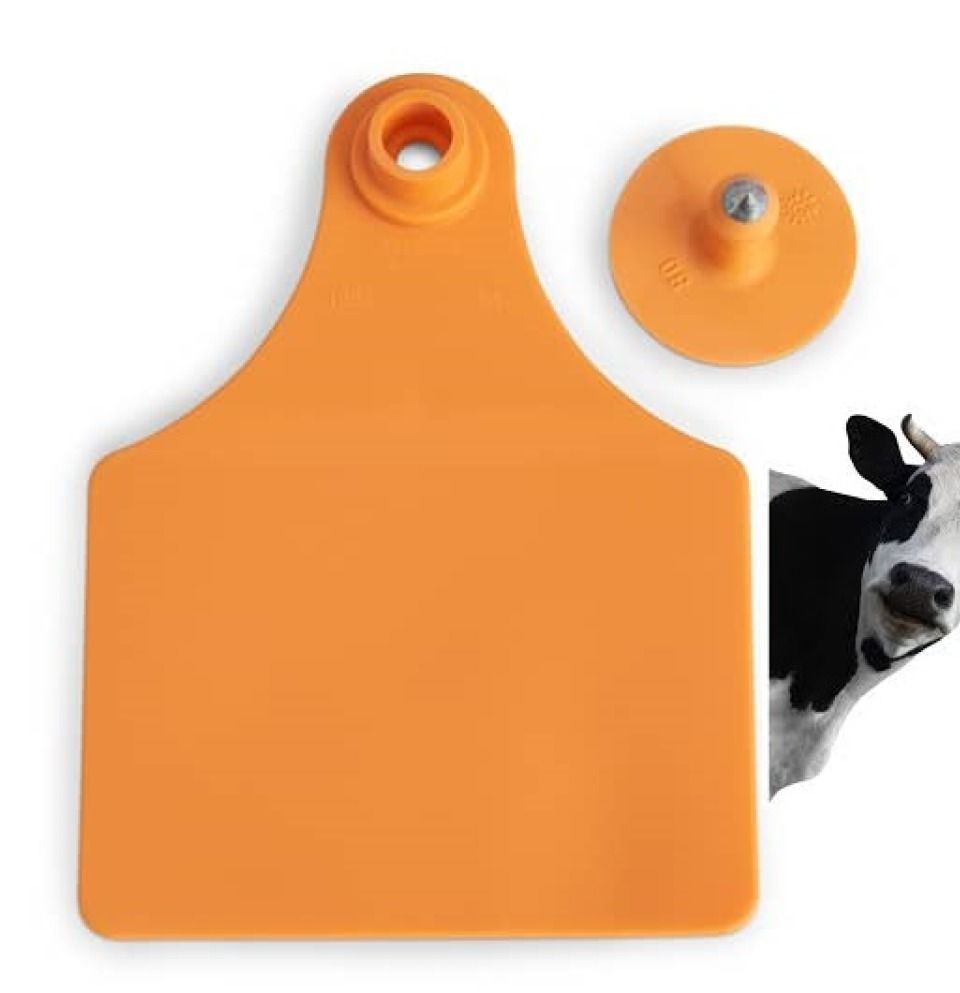 ارقام بطاقات الاذن للابقار حجم كبير (100mm x 67mm (