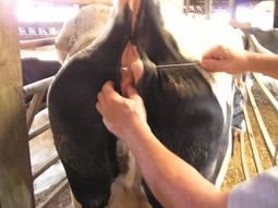 إبرة خياطة بوهنر، من الفولاذ المقاوم للصدأ، 30 سم - 