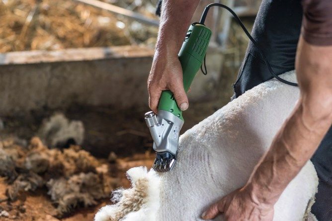 ماكينة قص الأغنام كونستانتا 4 للأغنام والماعز