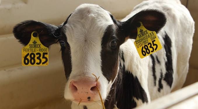 ارقام بطاقات الاذن للابقار حجم كبير (100mm x 67mm (