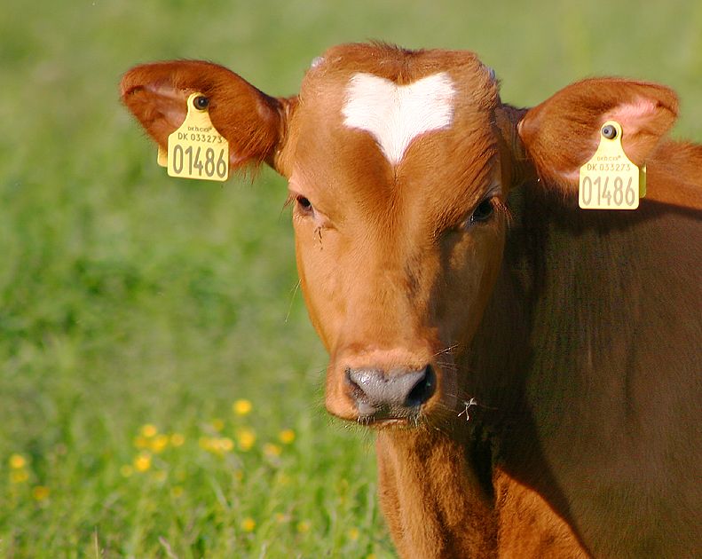 ارقام بطاقات الاذن للابقار حجم وسط  (66mm x 56mm (