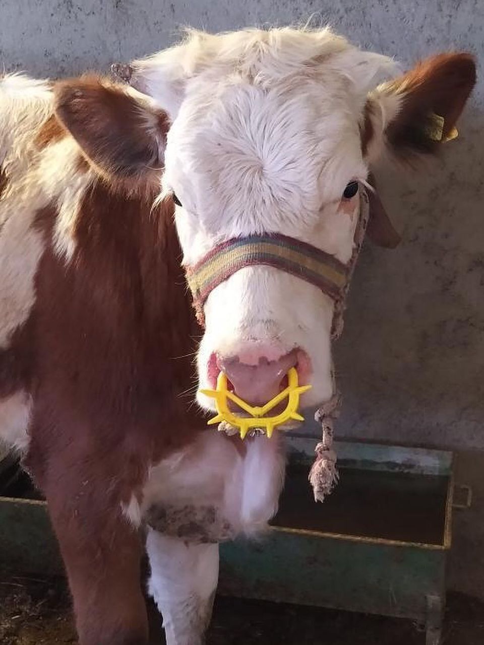 مانع رضاعة بلاستيك