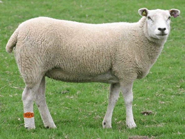 رباط الكاحل البلاستيكي - تركيا - للاغنام و الماعز 