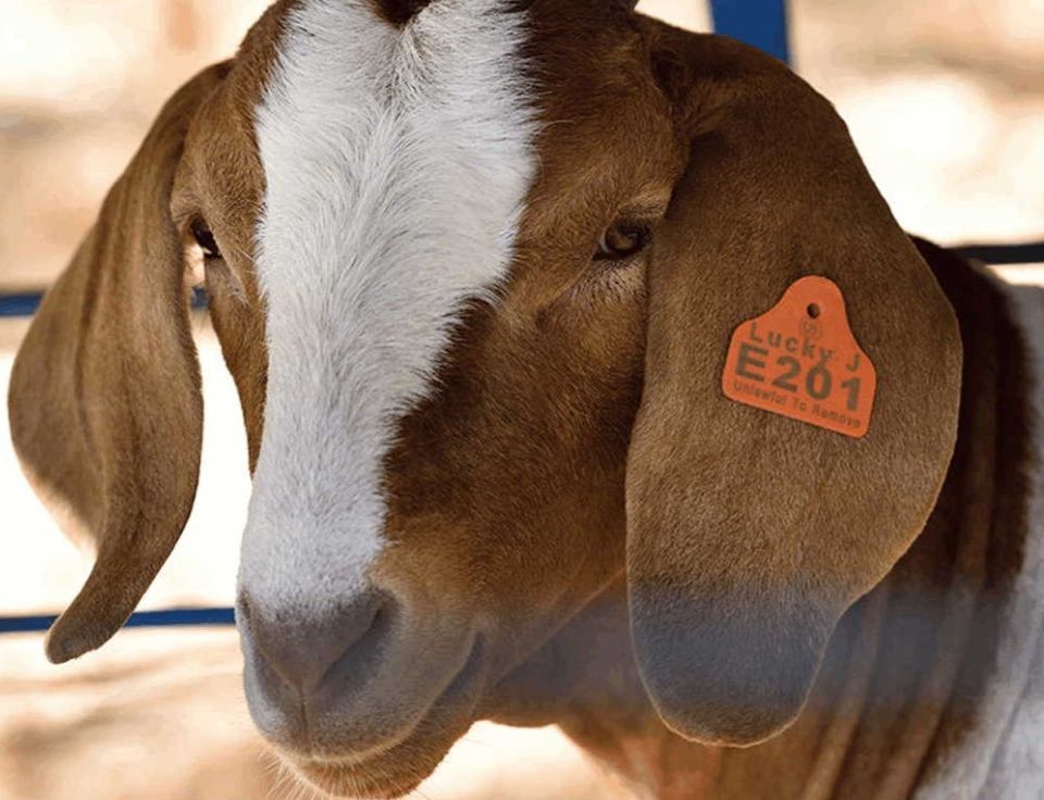 ارقام بطاقات الاذن مربع للاغنام   45mm x 35mm 