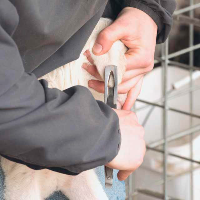 أداة ثقب الأذن، بحجم الجيب، من الفولاذ المقاوم للصدأ، بفتحة سقف